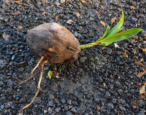Noix de coco à germer/Noix de coco à germer - Product Image 6