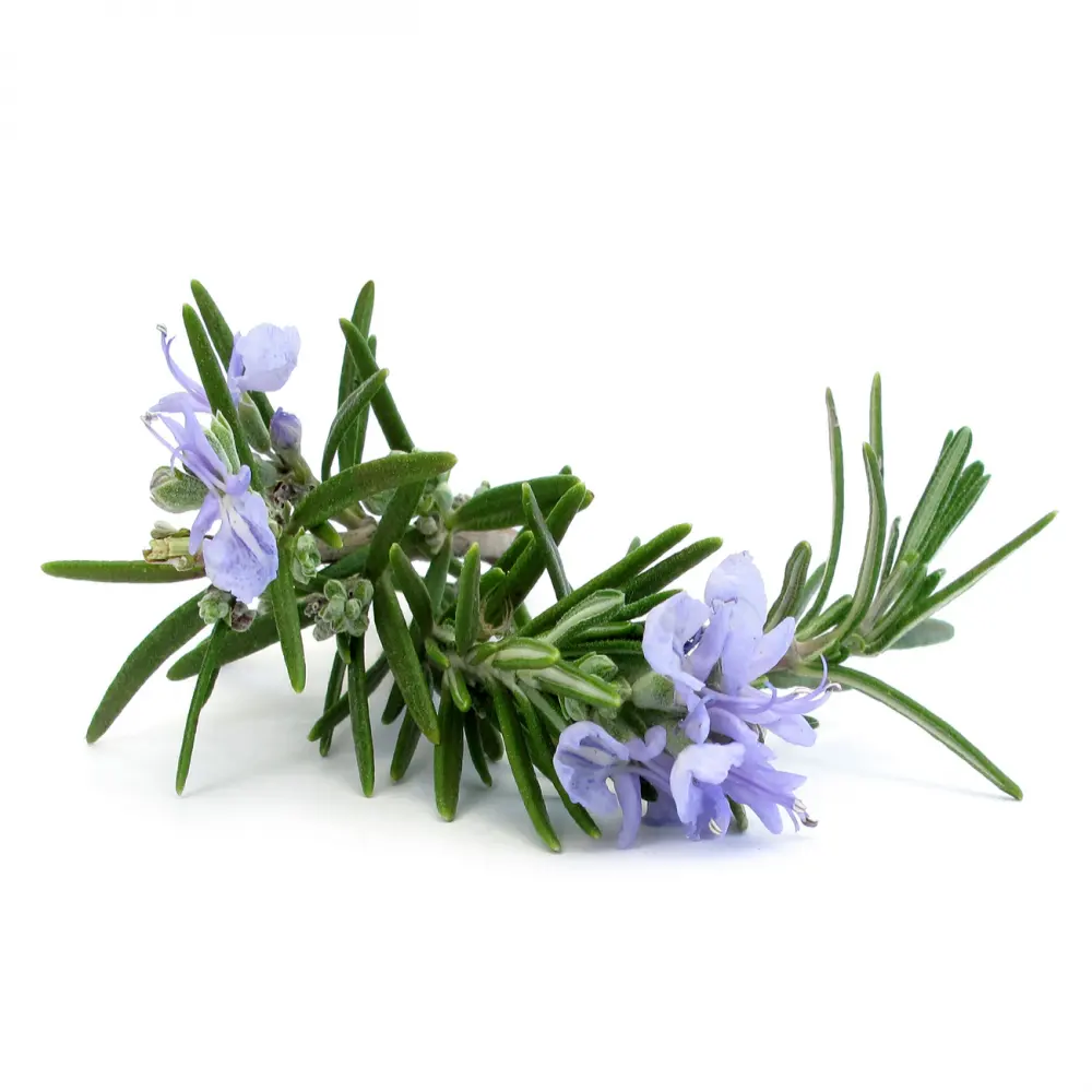 Top Quality Rosemary Oil Rosmarinus officinalis L Available In Bulk For Boosting Your Immune System From Isar International
