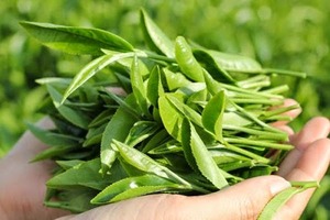 Té verde seco - Product Image 2
