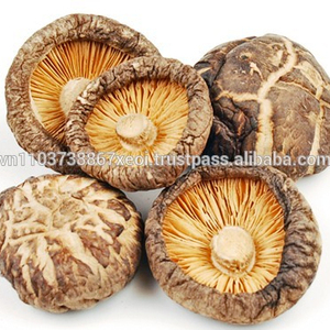 Champignons shiitake séchés en gros-Bon prix-2023 - Product Image 4