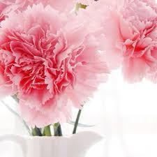 Wholesale <b>100</b>% Pure Carnation Floral Absolute Oil Natural Aromatherapy Natural Essential Oil for Perfume & Cosmetics - Product Image 2