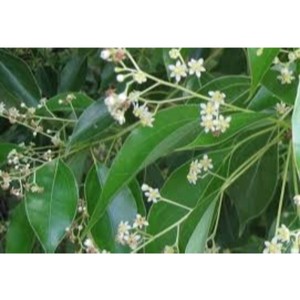 Huile essentielle de camphre organique d'aromathérapie à prix de gros booster la circulation apaiser les muscles - Product Image 3