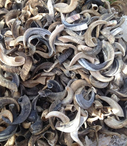 Corne de bélier naturelle/corne de mouton en vrac quantité disponible à vendre - Product Image 1