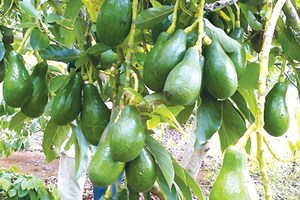 GROS EN VRAC AVOCAT VERT FRAIS - Product Image 5