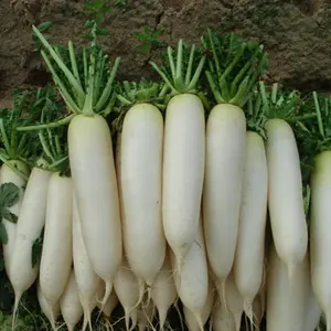 Горячая Распродажа свежий белый редис-Daikon WHATSAPP + 0084 845 639639