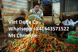 แครอทสดเวียดนาม/แครอทแดง - Product Image 6