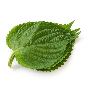 เวียดนามเขียว Shiso Perilla - Product Image 1