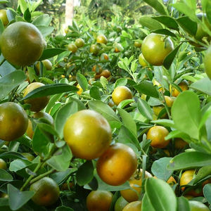 "Rutaceae/kumquat/calamansi Fruit สำหรับเครื่องดื่มจากเวียดนาม2019 MS Holiday - Product Image 1
