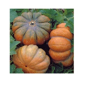 Calabazas heladas de alta calidad de Vietnam, calabazas congeladas baratas - Product Image 1