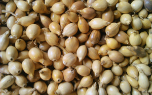 ข้าวบาร์เลย์มุก100% - Product Image 6