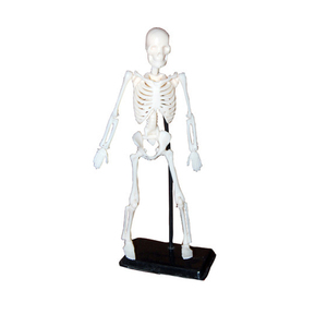 Mini squelette de personnes à usage éducatif, modèle privée, personnalisé, squelette médical, anatomie, à bas prix - Product Image 1