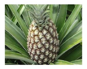 QUEEN PINEAPPLE À VENDRE AVEC LE MEILLEUR PRIX/VIETNAM 2023 - Product Image 2