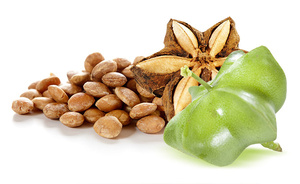 ซาชิอินชิธรรมชาติ 100% ราคาฟาร์ม ปี 2024 - Product Image 4