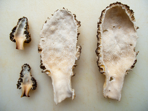 Pure & Natural Dried Morels From India - Product Image 3