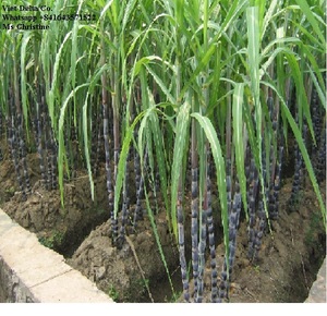 Fournisseur de bagasse fermentée - Product Image 2