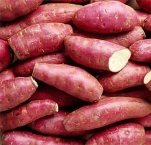 มันเทศสด - ไอโปโมเอะ บาตาตัส - ราคาดีที่สุดจากเวียดนาม - คุณฮอลิเดย์ - Product Image 4