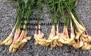 Fournisseur de gingembre frais au Vietnam prix du marché du gingembre à prix compétitif - Product Image 3