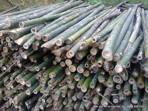 Alta calidad y buen precio: postes de bambú hechos en Vietnam - Product Image 4