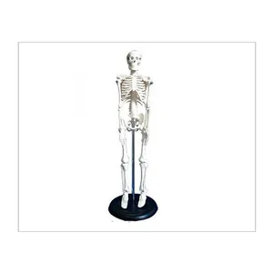 Modelo de esqueleto humano anatômico da medicina 42 cms, modelo de ensino econômico