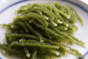 SACCHARINA JAPONICA - WAKAME - Algues marines - Product Image 6
