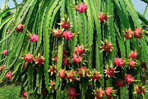 Fruta de dragón roja/blanca, calidad superior y cantidad grande, Ms, vacaciones - Product Image 2