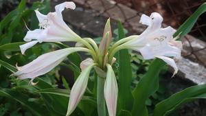 HERBALCRINUM LATIFOLIUM 100% NATURAL CRINUM CALAMISTRATUM GRADO DE EXPORTACIÓN DE VIETNAM - Product Image 5