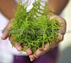 ขายส่ง Cottonii/Kappaphycus Alvarezii - Product Image 3