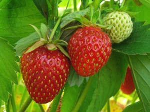 Offre d'achat en vrac d'huile de graines de fraise biologique acheteurs en gros à des fins d'aromathérapie 100% fabrication et exportateurs naturels - Product Image 3
