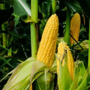 Alimentar maíz de Vietnam