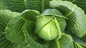 CHOU VERT FRAIS 500 grammes origine Vietnam meilleure qualité et prix bon marché - Product Image 3