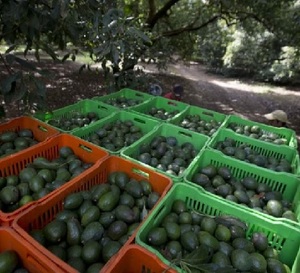 Aguacate fresco a la venta - Product Image 1