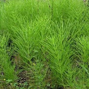 Equisetum Arvense 나물 말꼬리 정제 분말과 나물