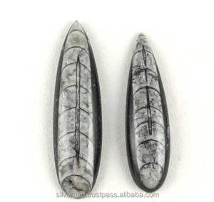 Proveedor de joyería de piedras preciosas semipreciosas sueltas de cabujón Orthoceras Natural de la mejor calidad, productos de tendencia superior para la fabricación de joyas - Product Image 1