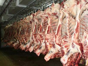 Carne de Res Entera Halal Orgánica Congelada IQF de Primera Calidad, Empacada al Vacío - Product Image 2
