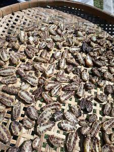 Morinda Citrifolia - Fruta de Noni Seca - Morinda Citrifolia Noni - Product Image 2