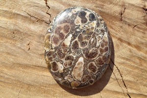 Tự nhiên turritella lỏng đá quý kết hợp kích thước hình dạng Cabochon đối với trang sức làm - Product Image 4
