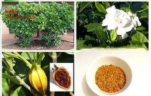 ผงการ์ดีเนีย เจนิพิน ราคาดีจากเวียดนาม - Product Image 4