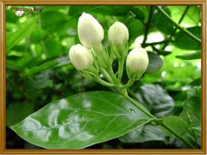 Jasminum du Vietnam haute qualité - Product Image 5