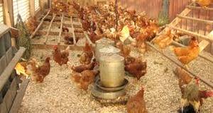 Est uality ality-rotein, ouly, urpose y para Nimal - Product Image 5