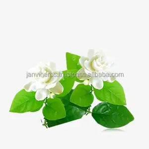 Aceite Esencial de Jazmín 100% Puro y Natural con Certificación MSDS, Proveedor Mayorista, Fabricante JANVI HERBS JH-0021 - Product Image 1