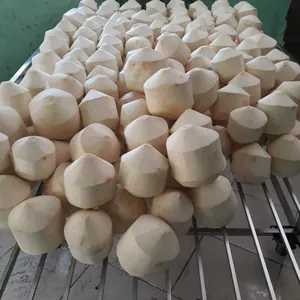 Fresh Coconut/ Fresh Coconut Water for sale best price from Vietnam - Ms: Holiday whatsapp: +84-845-639-639