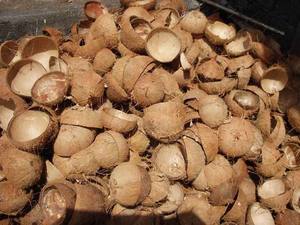 Noix de coco/poudre de coquille de noix de coco de haute qualité - Product Image 4