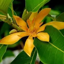 Janvi สมุนไพรธรรมชาติ champa attar ปราศจากแอลกอฮอล์น้ำหอมสมุนไพรกลิ่นดอกไม้ที่แปลกใหม่กลิ่นไอน้ำสีเหลืองอำพัน/โคบอลต์สีฟ้า - Product Image 4