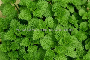 Meilleur prix Menthe - Product Image 6
