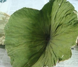 Lotus séché-sofia - Product Image 2