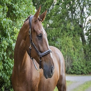 ORSE-cabestro de caballo de calidad, venta al por mayor de cuero de caballo ligero - Product Image 2