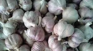 Ail séché de qualité supérieure, ustensile français - Product Image 3