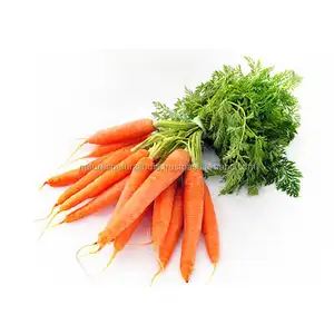 Bulk Supply Pure Organic Carrot Seed Oil Supplier and Manufacturer with Private Labeling