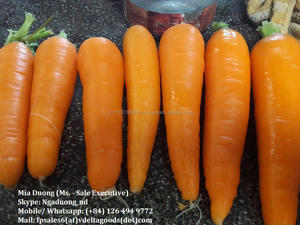 ZANAHORIA FRESCA DE VIETNAM, TAMAÑO GRANDE/ Zanahoria Fresca de Nueva Cosecha/ Proveedor de Zanahoria Fresca en 2020 - Product Image 4