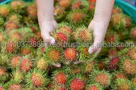 เงาะสดจากเวียดนามที่มีคุณภาพสูงที่ดีที่สุด Pice - Product Image 2